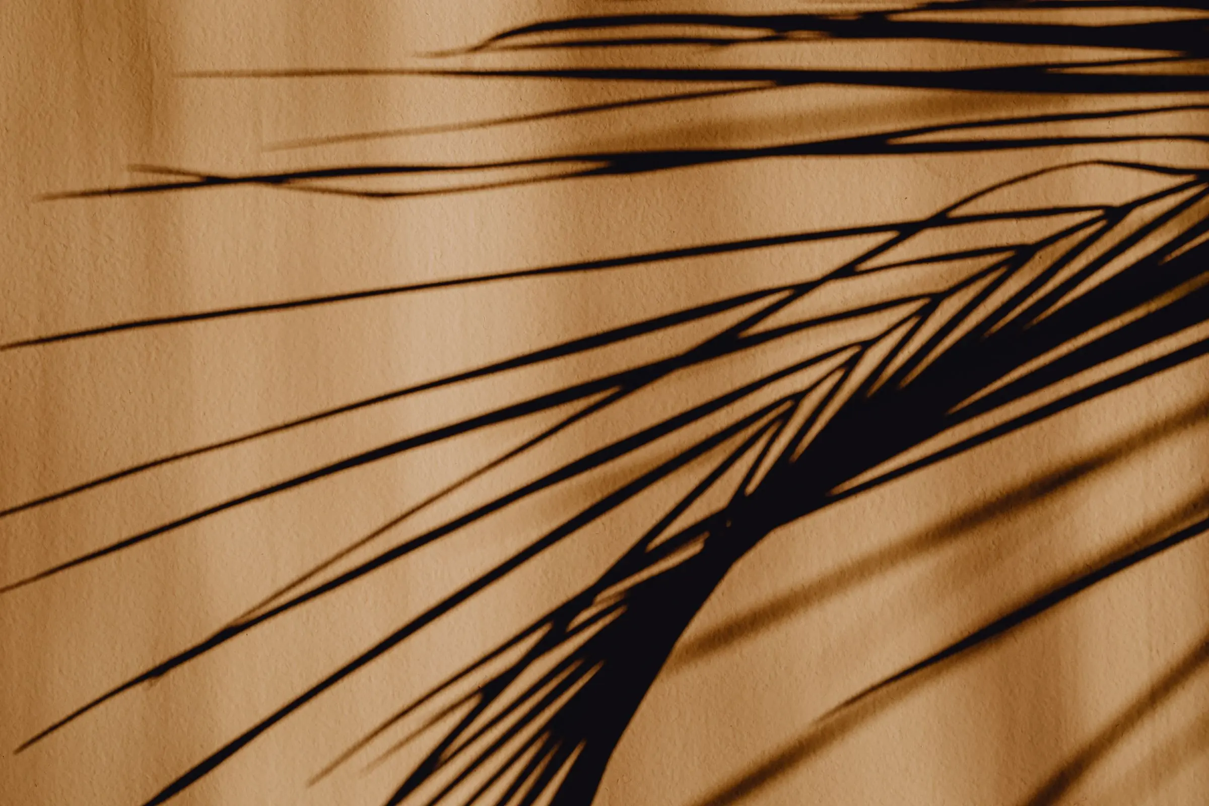 Palm-frond shadows on a warm, sunlit plaster wall