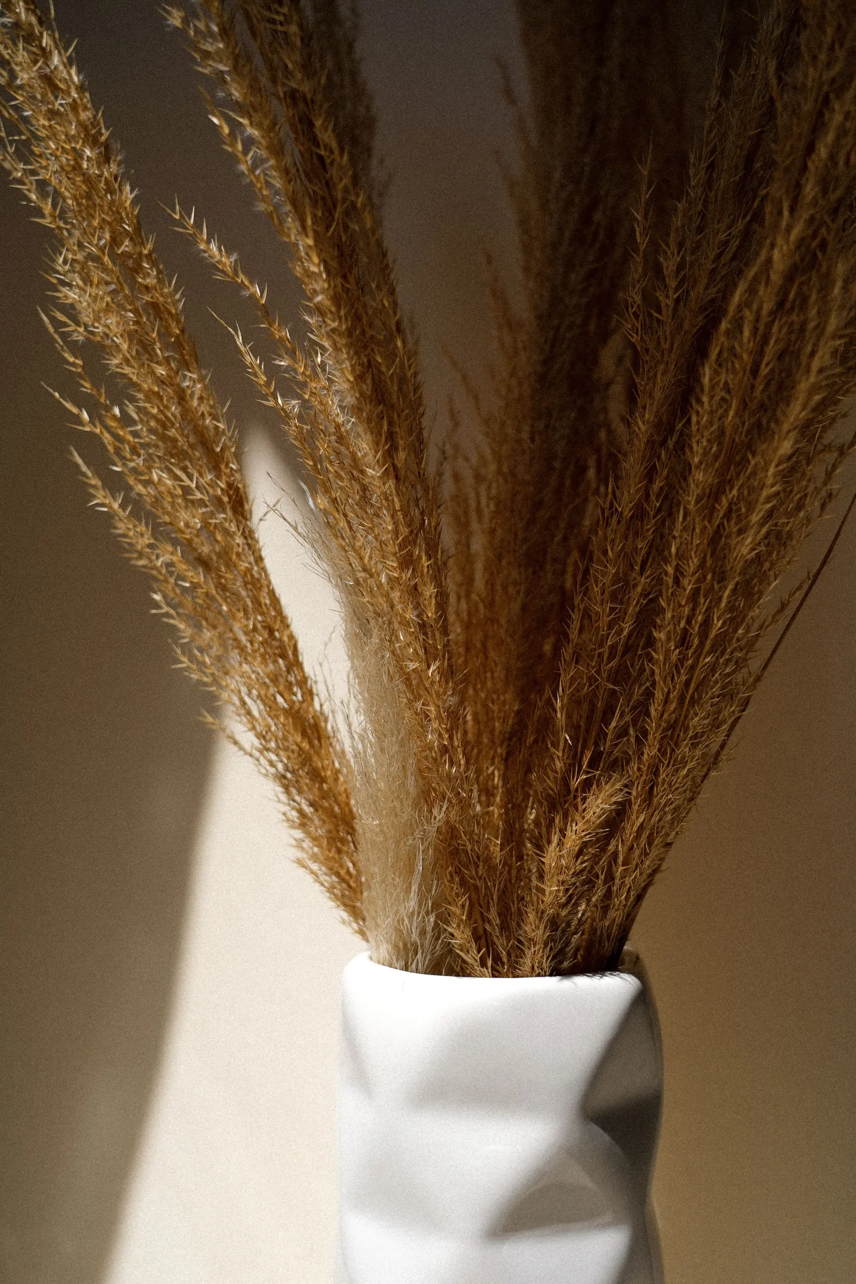 Dried pampas grass in a white ceramic vase in a band of sunlight