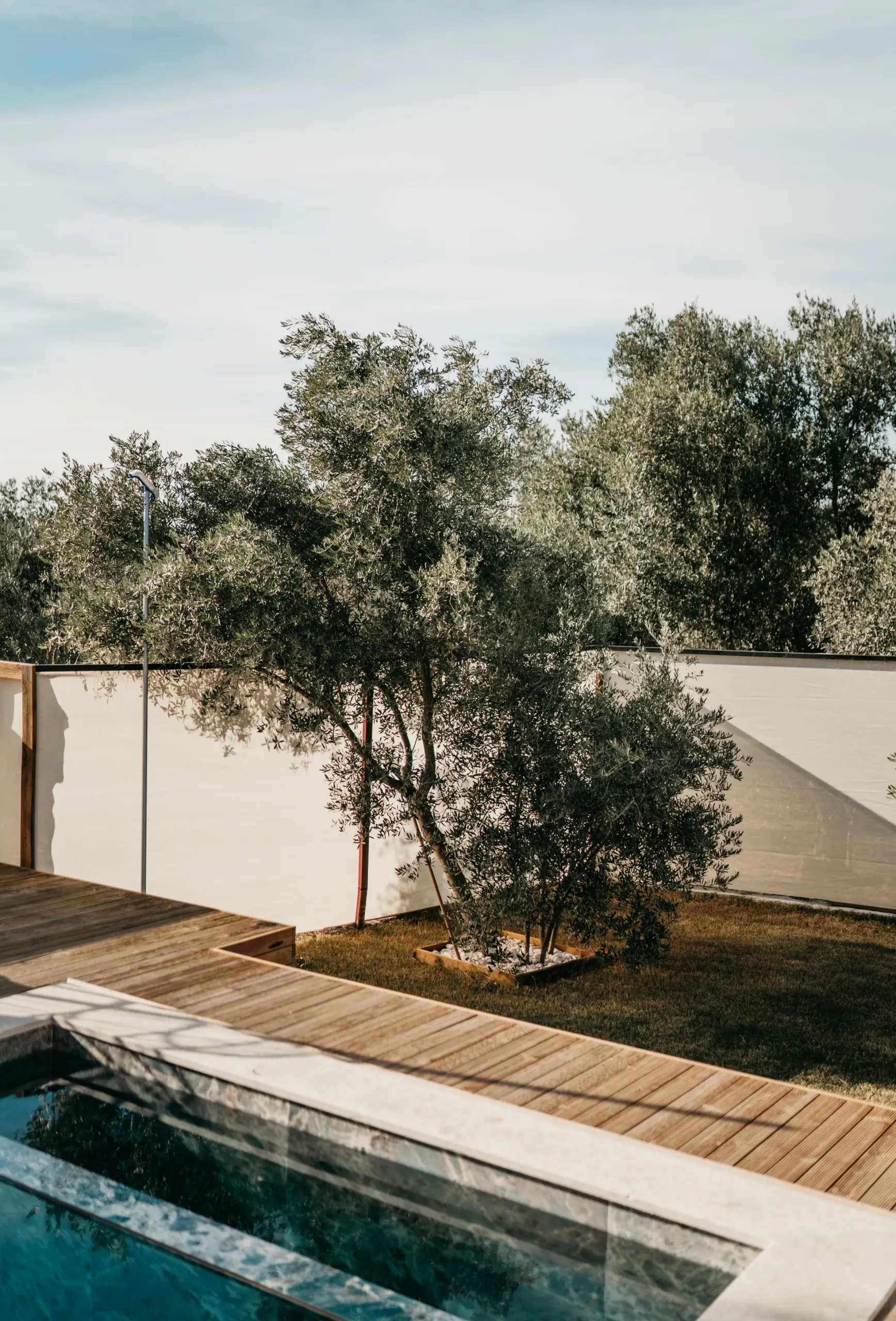 Olive trees in a walled garden beside a wooden deck and the edge of the pool